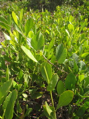 Symphyopappus casarettoi