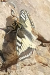 Papilio machaon