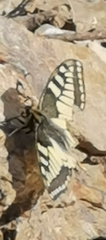 Papilio machaon