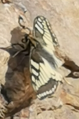 Papilio machaon