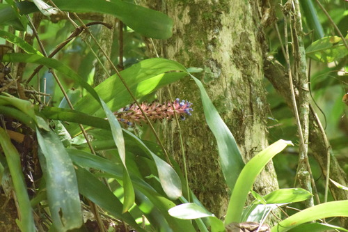 Image of Aechmea cylindrata by (c) Cajá-manga, some rights reserved (CC BY)