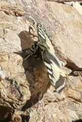 Papilio machaon