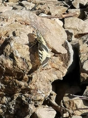 Papilio machaon