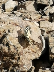 Papilio machaon