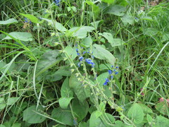 Salvia macrophylla