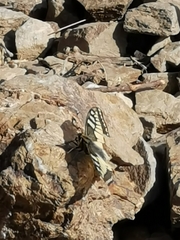 Papilio machaon