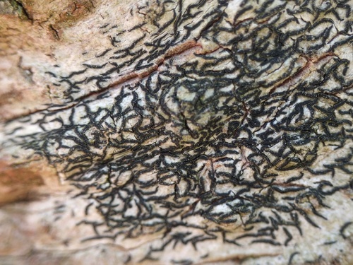 Arthonia atra