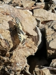 Papilio machaon