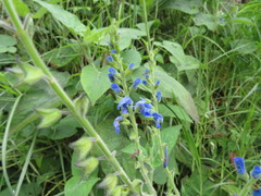 Salvia macrophylla