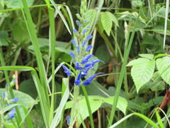 Salvia macrophylla