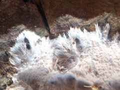 Etheirodon fimbriatum