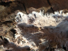 Etheirodon fimbriatum
