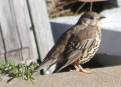 Turdus viscivorus