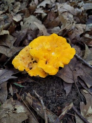 Cantharellus phasmatis