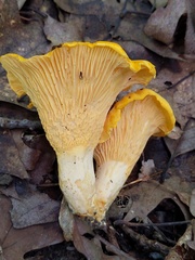 Cantharellus phasmatis