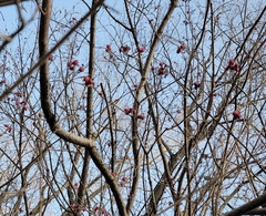 Cornus officinalis