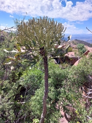 Cussonia paniculata paniculata