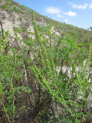 Ambrosia tenuifolia