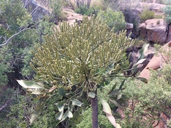 Cussonia paniculata paniculata