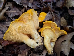 Cantharellus phasmatis