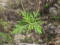 Ambrosia tenuifolia