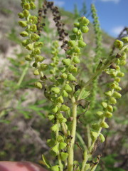 Ambrosia tenuifolia