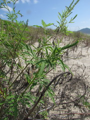 Ambrosia tenuifolia