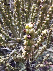 Cussonia paniculata paniculata