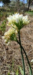 Allium subvillosum