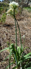 Allium subvillosum