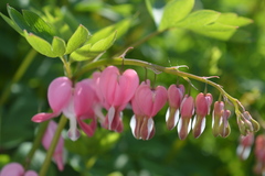 Lamprocapnos spectabilis