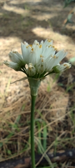 Allium subvillosum