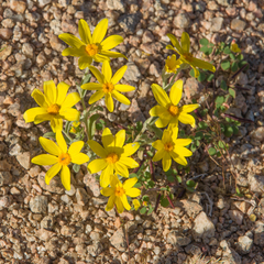 Eriophyllum ambiguum