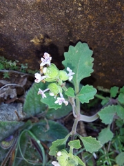 Aeollanthus buchnerianus