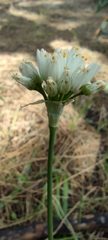 Allium subvillosum