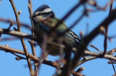 Cyanistes caeruleus