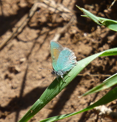 Callophrys affinis