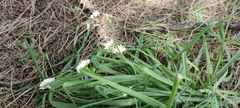 Allium subvillosum