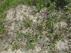 Pterocaulon lorentzii