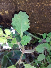 Aeollanthus buchnerianus