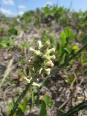 Pterocaulon lorentzii