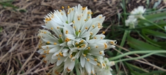 Allium subvillosum