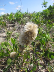 Pterocaulon lorentzii