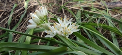 Allium subvillosum