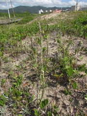 Pterocaulon lorentzii