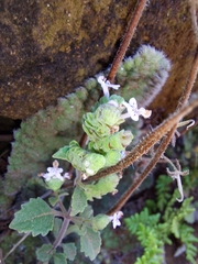 Aeollanthus buchnerianus