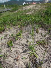 Pterocaulon lorentzii