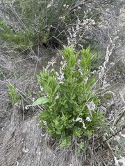 Acourtia microcephala