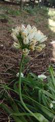 Allium subvillosum