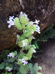 Aeollanthus buchnerianus